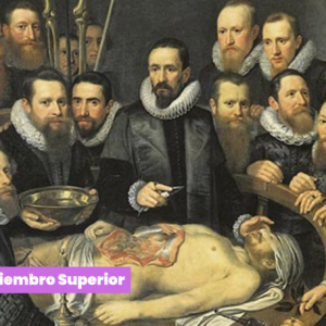 Portada Curso Anual Anatomía 2026
