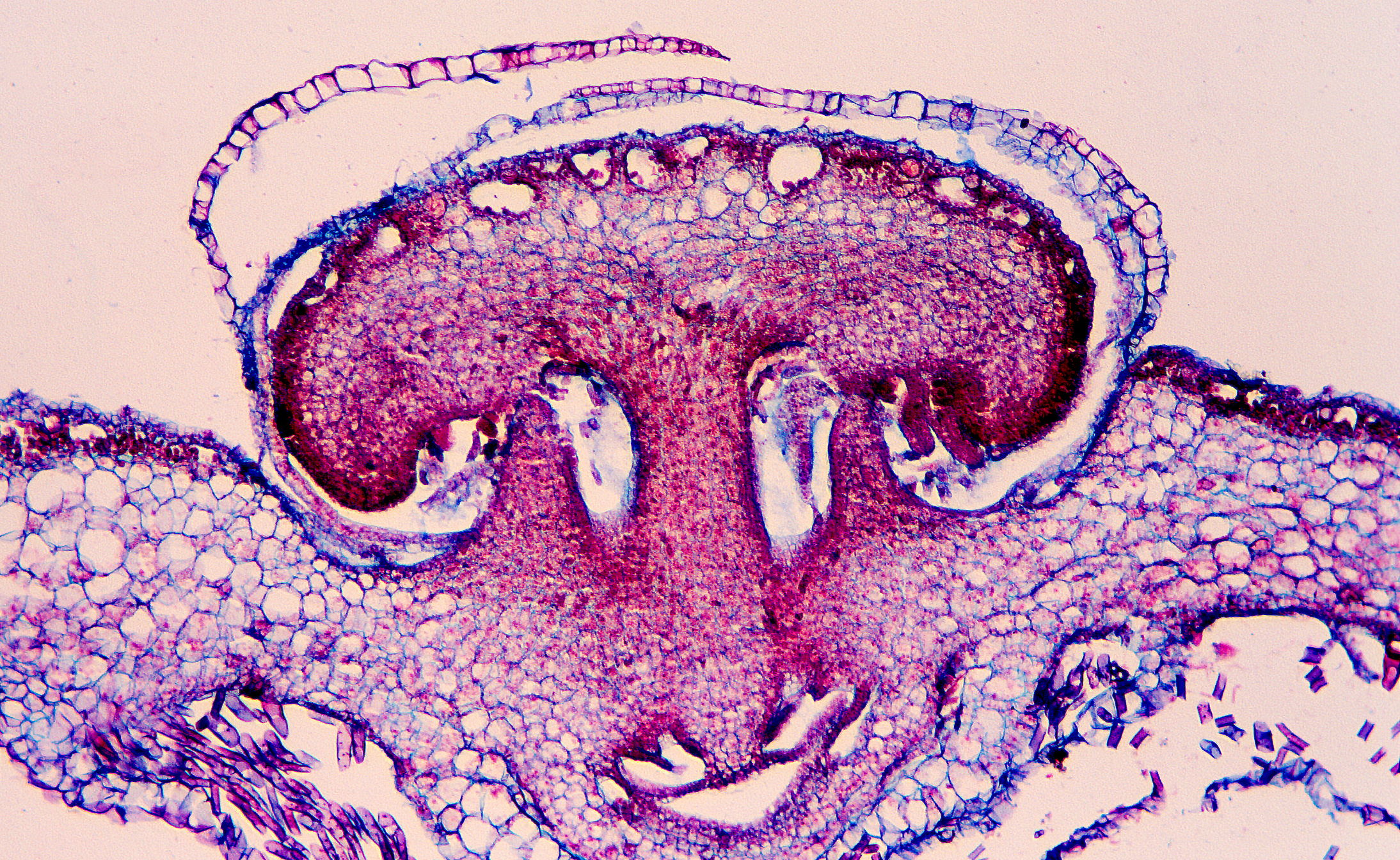 Curso Completo Primer Parcial: Histología y Embriología